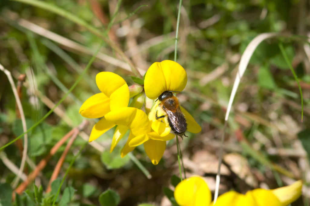 Pinewood Mason Bee