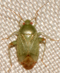 Dagbertus