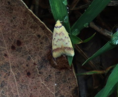 Heteroteucha anthodora