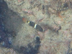 Chrysiptera brownriggii