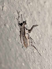 Charagmus intermedius