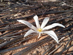 Gethyllis verticillata