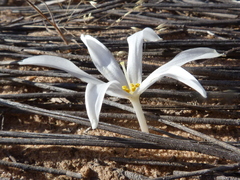 Gethyllis verticillata
