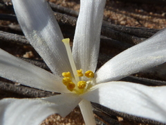 Gethyllis verticillata
