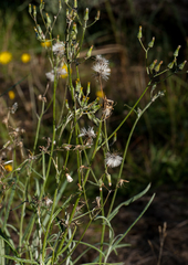 Senecio campylocarpus