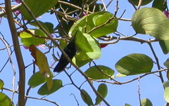 Anthracothorax dominicus