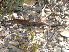 Cyclodomorphus casuarinae
