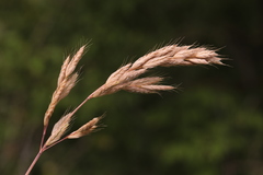 Bromus hordeaceus