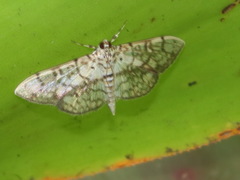 Haritalodes obliqualis