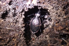 Carabus creutzeri
