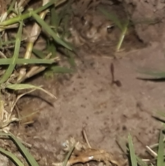 Vandijkophrynus angusticeps
