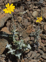 Eriophyllum lanatum achilleoides