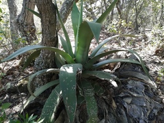 Agave scaposa
