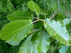 Quercus calophylla