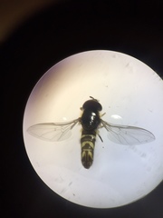 Allograpta neotropica