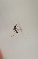 Aedes scapularis