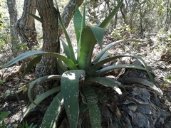 Agave scaposa