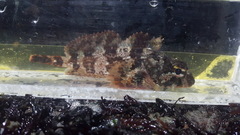 Hemilepidotus hemilepidotus