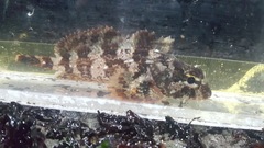 Hemilepidotus hemilepidotus