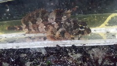 Hemilepidotus hemilepidotus