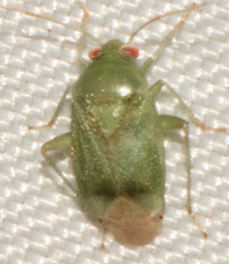 Dagbertus
