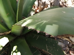 Agave scaposa