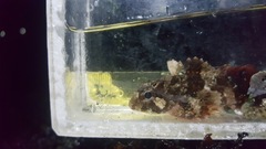 Hemilepidotus hemilepidotus