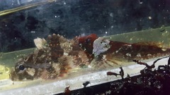 Hemilepidotus hemilepidotus