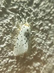 Alpenus