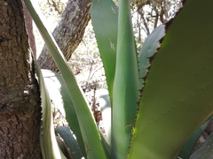 Agave scaposa