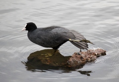 Fulica atra