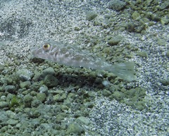 Sphoeroides marmoratus