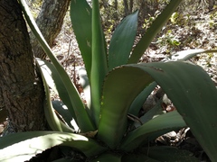 Agave scaposa