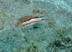 Canthigaster capistrata
