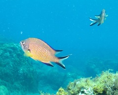 Chromis limbata