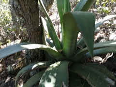 Agave scaposa