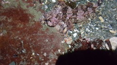 Hemilepidotus hemilepidotus