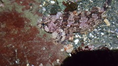 Hemilepidotus hemilepidotus