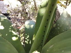 Agave scaposa