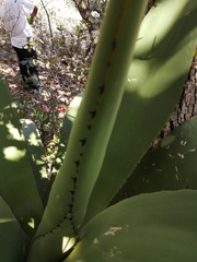 Agave scaposa