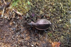 Carabus creutzeri
