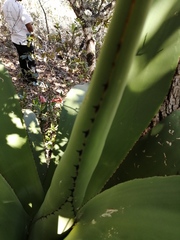 Agave scaposa