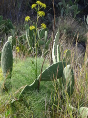 Ferula communis linkii