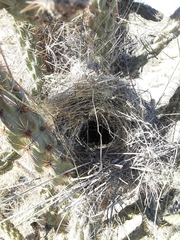 Campylorhynchus brunneicapillus