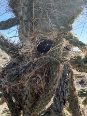 Campylorhynchus brunneicapillus