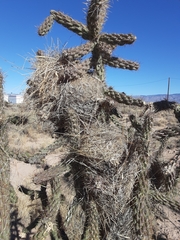 Campylorhynchus brunneicapillus