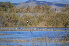Himantopus himantopus