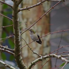 Calypte anna