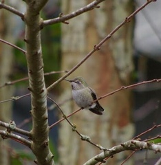Calypte anna
