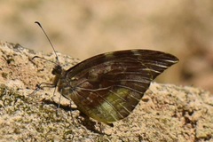Lieinix nemesis nayaritensis